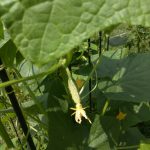 Small growing cucumber