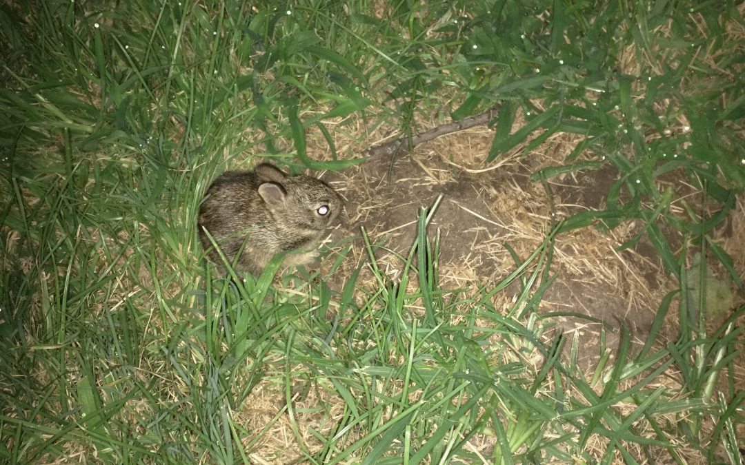 Baby rabbit ventured out of the nest of death