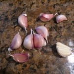 Fresh garlic from Val