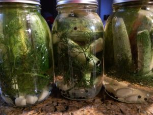 Homemade dill pickels