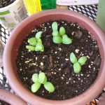 Cantaloupe sprouts