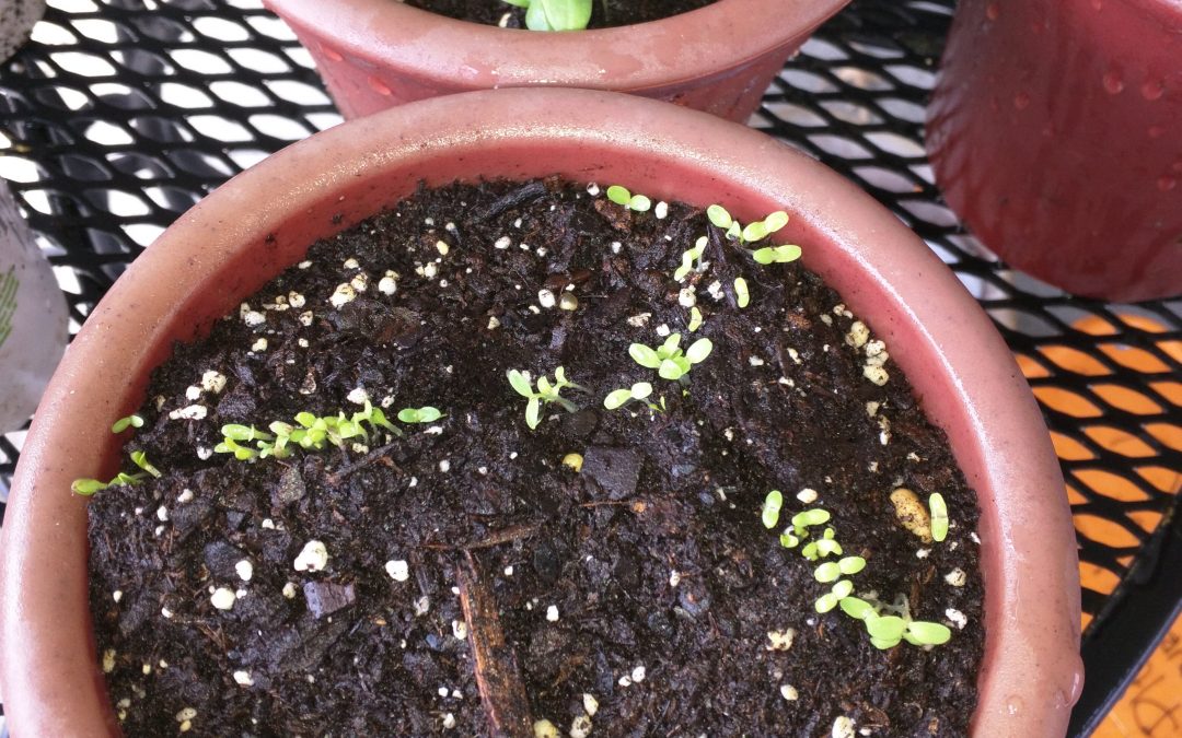 Spinach sprouts