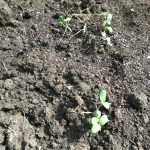 Cantaloupe sprouts