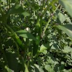 serrano pepper plant with pepper