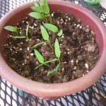 bell pepper sprouts