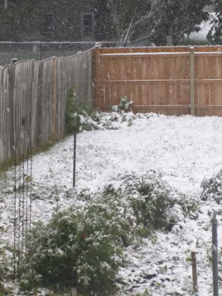 Our garden once the snow hit in 2018