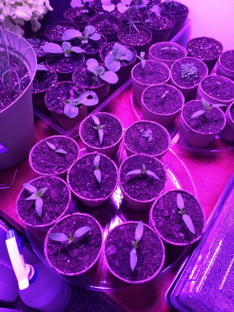 Even more small happy pepper seedlings
