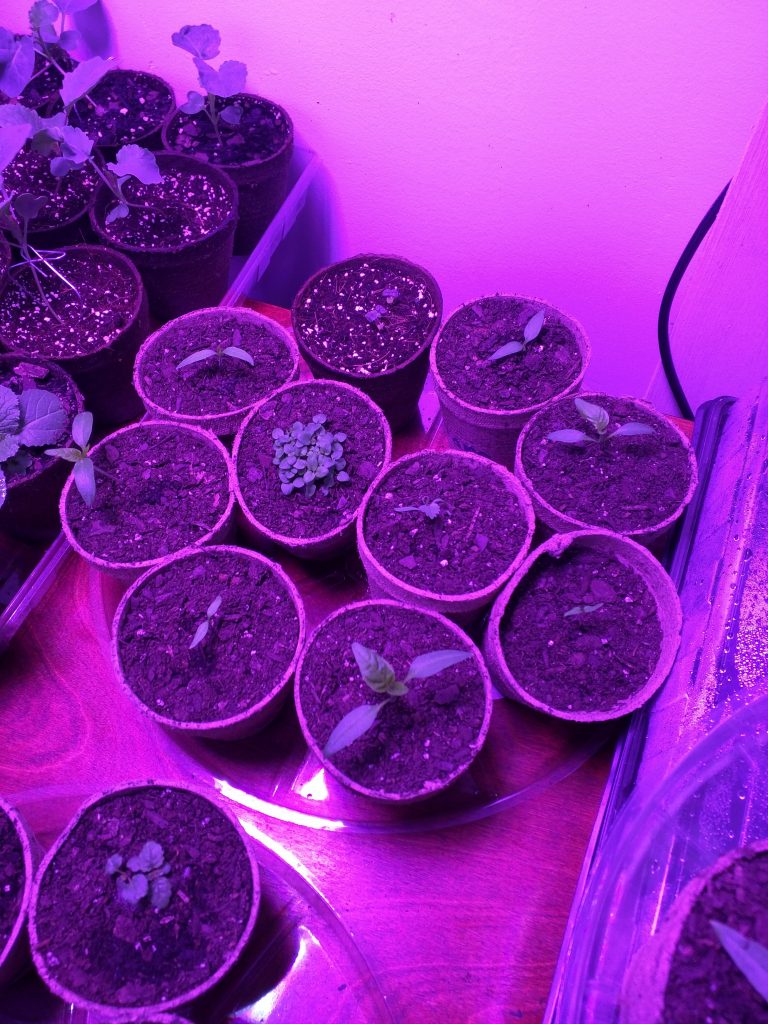 Some small pepper seedlings